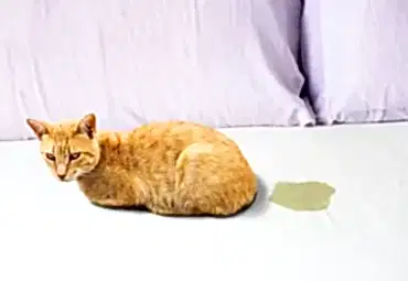 Kedi Çişi İdrarı Koltuktan Nasıl Çıkar