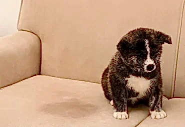 Köpek Çişi İdrarı Koltuktan Nasıl Çıkar